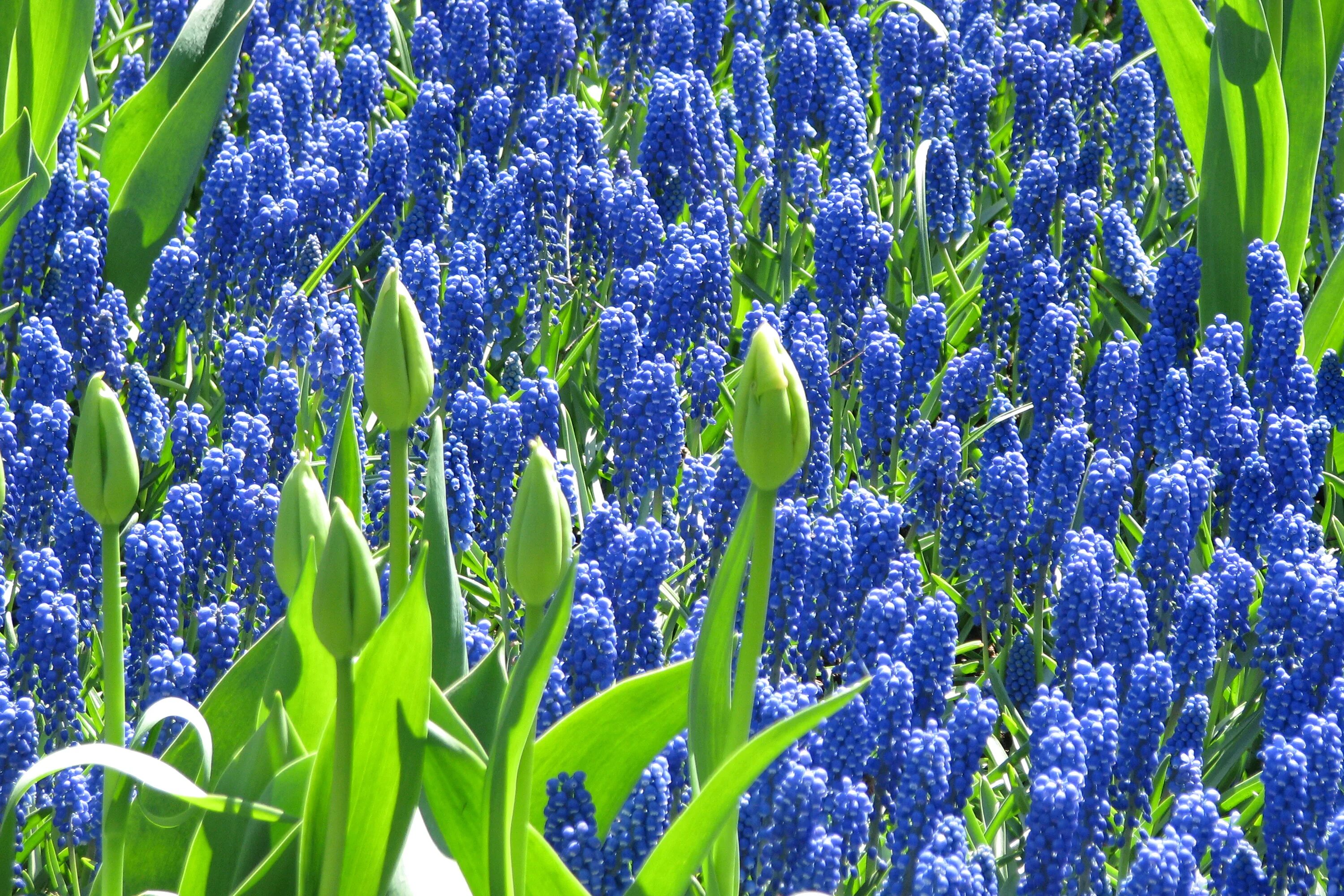 Lots of blue. Гиацинт цветок синий. Голубой цветок гиацинт. Мускари Блю. Royal Navy гиацинт.