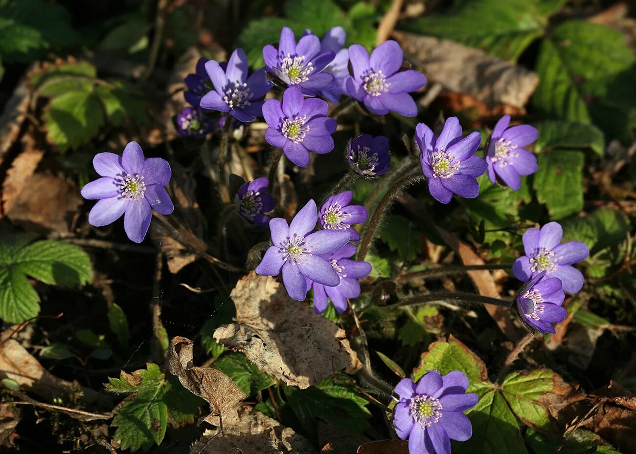 Родные перелески. Печеночница Nobilis. Печеночница hepatica Nobilis. Печеночница благородная (hepatica Nobilis). Печёночница благородная Нобилис.