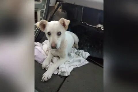 Расстреляли беременную женщину
