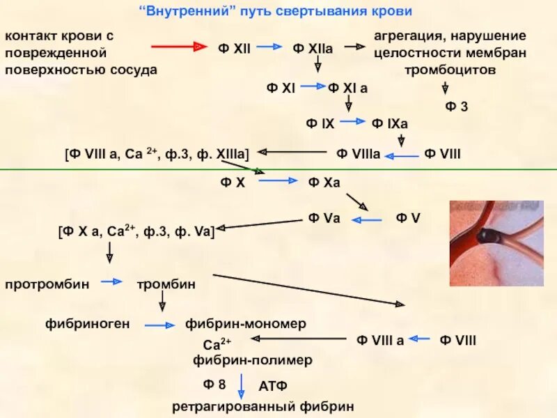 Внутреннее свертывание крови