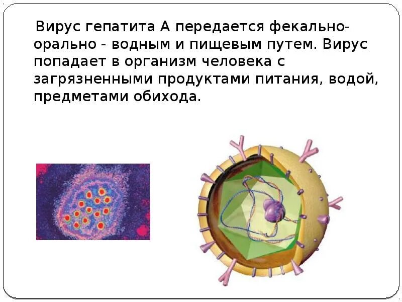 История вирусных гепатитов. Гепатит презентация. Вирус гепатита в. Презентация на тему вирусный гепатит. Гепатит c презентация.