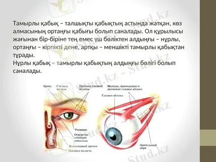 S&M сарайындағы оргия