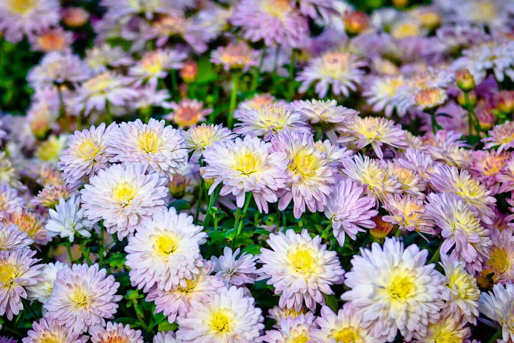 Хризантема девичья сноу бол. Хризантема лада. Zte хризантемы вертикальные. Стих про белый цвет. Хризантема грандифлора садовая.