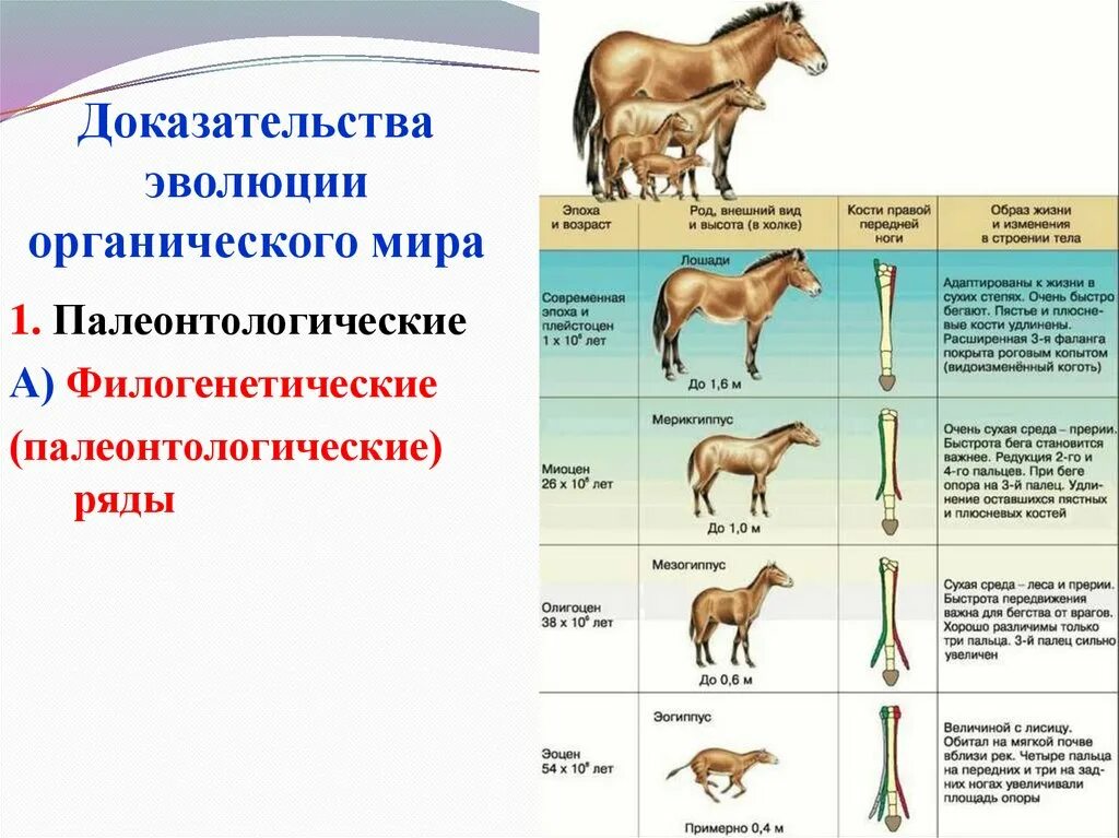 Филогенетический ряд лошади таблица. Эволюция филогенетический ряд лошади. Палеонтологический ряд лошади таблица. Эволюция лошади от Эогиппуса.