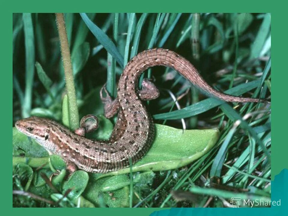 Живородящая ящерица. Живородящая ящерица (Lacerta vivipara). Ящерица Луговая (Lacerta praticola). Байкальский заповедник живородящая ящерица.