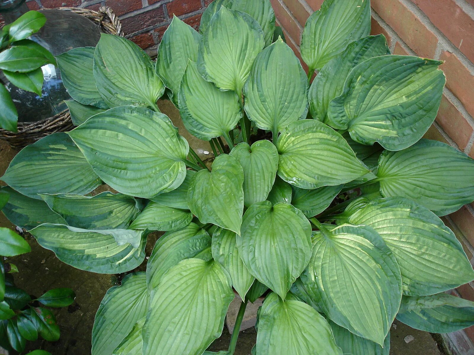 Что такое хоста процесс. Хоста &quot;undulata erromena&quot;. хоста fortunei albopicta. хоста вздутая (hosta ventricosa). эрромена (erromena) хоста.