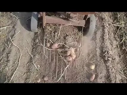 Можно в яблочный спас копать картошку