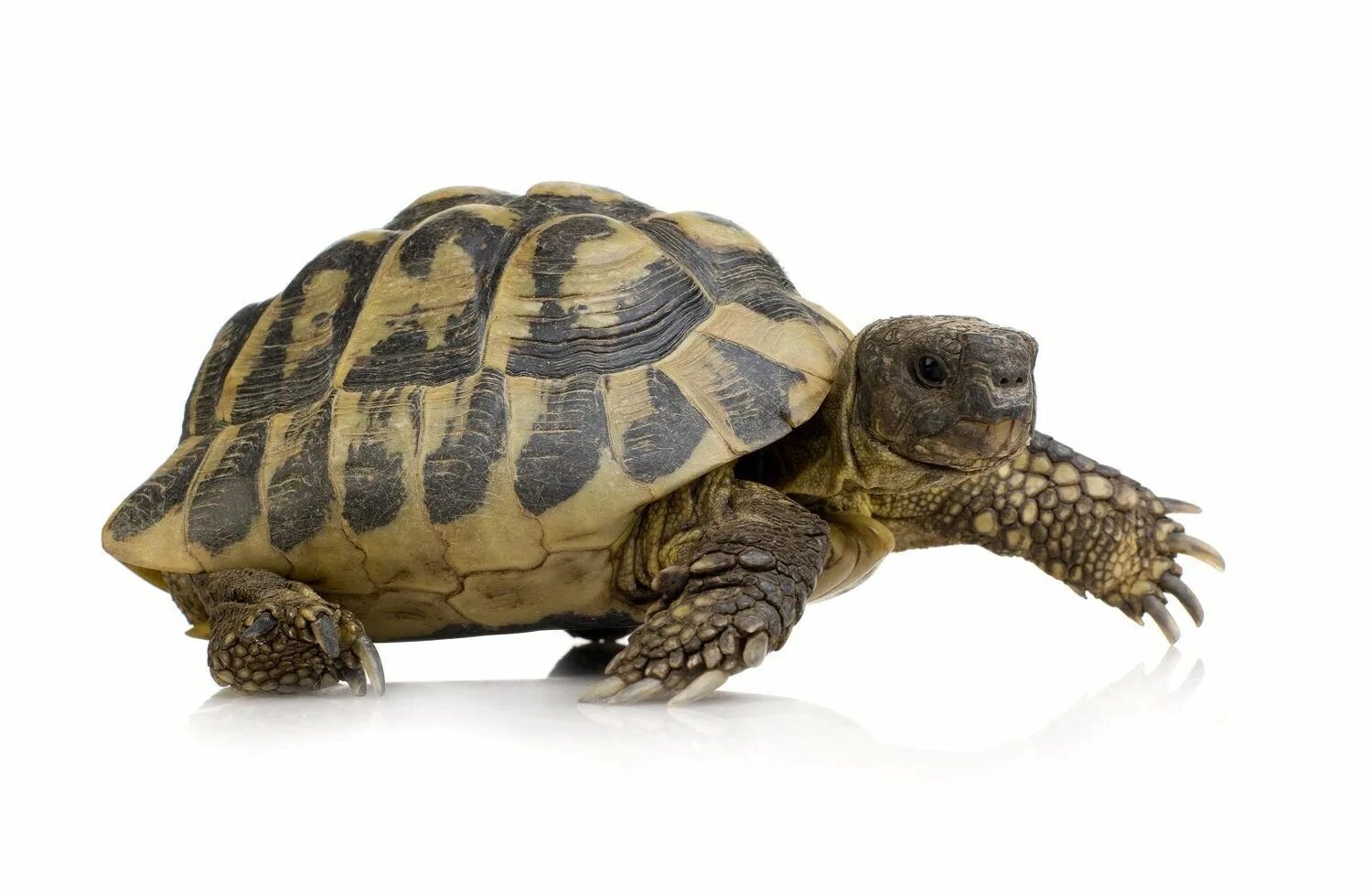 T1 turtle. T1 turtle