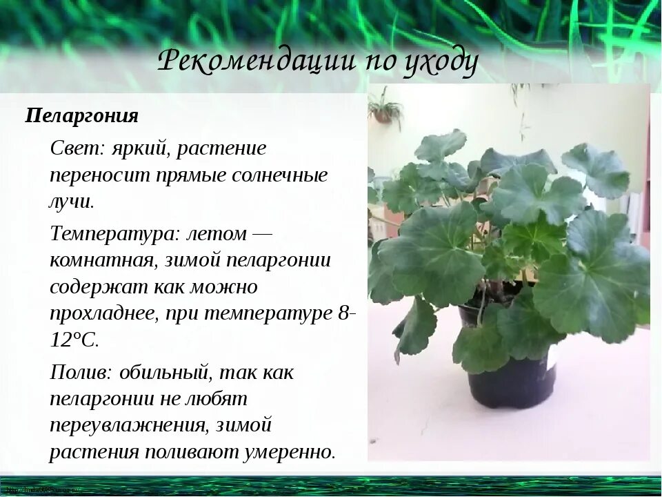 Объясните почему в листьях пеларгонии окаймленной. Зимовка герани. Пеларгония освещение. Герань отношение к свету. Опыт влияние света на герань.