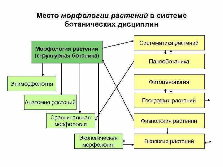 Разделы морфологии растений. Ботаника схема дисциплин. Дисциплин физиология растений. Фитоценология биологических и географических дисциплин. Ботаника в системе