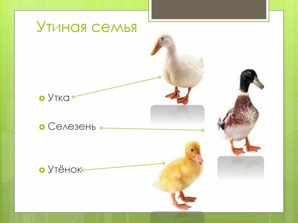 Какую роль в эпизоде играет изображение утенка