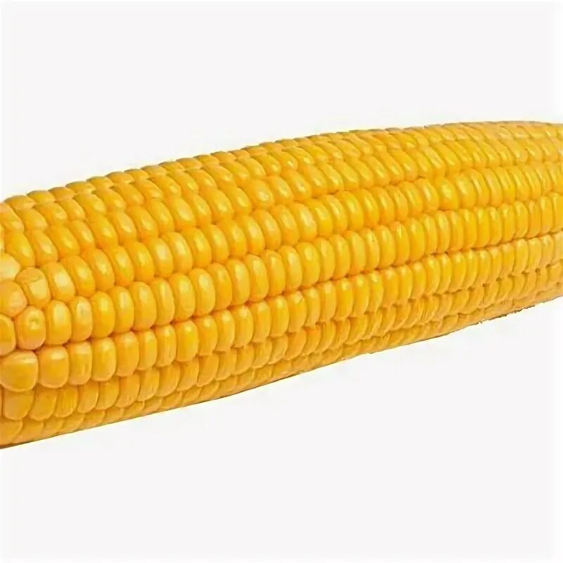 1 початок. 1 Кукурузинка. Кукурузный початок. Кукуруза на белом фоне. Кукурузные початки на белом фоне.
