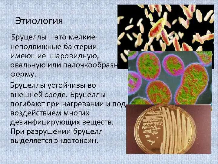 Бактерии гибнут при температуре. Возбудитель бруцеллеза микробиология. brucella abortus микробиология. бактерии бруцеллы. brucella melitensis микробиология.