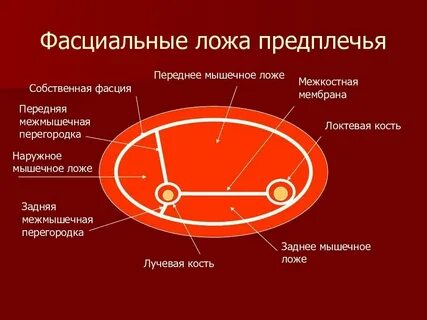 Переднее ложе плеча