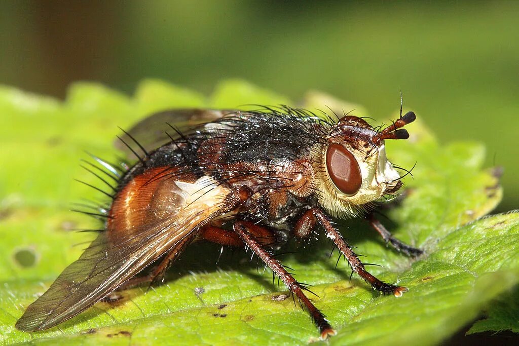 Мухи болот. Тахины Ежемухи Tachinidae. Ежемуха черноусая. Муха тахина. Мухи тахины личинки.