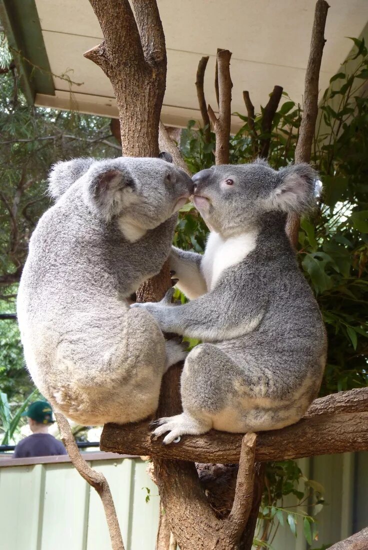 Любящая коала. Коала. Объятия коалы. Коалы обнимаются. Влюбленные коалы.