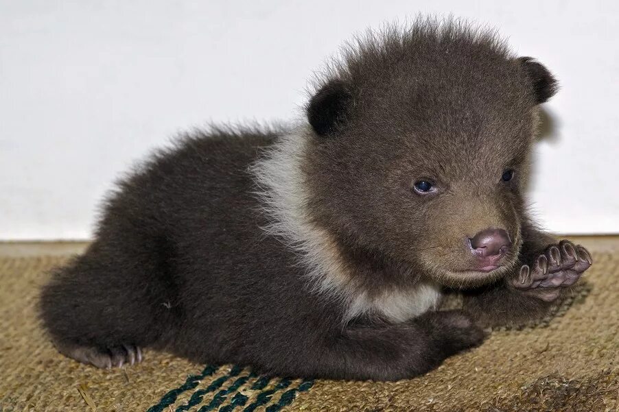 новорожденный бурый медвежонок. новорожденный бурый медведь. новорожденные медвежата. новорожденные бурые медвежата. новорожденные бурые медвежата.