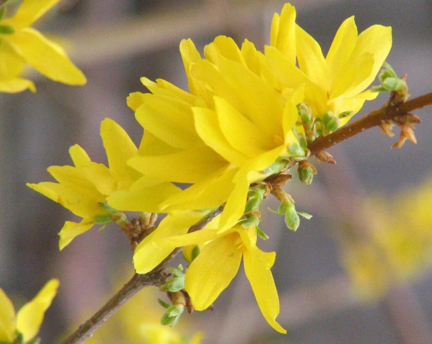 Желтые цветочки ранней весной. Форзиция. Форзиция промежуточная Линвуд. Желтый кустарник форзиция. Форзиция европейская.