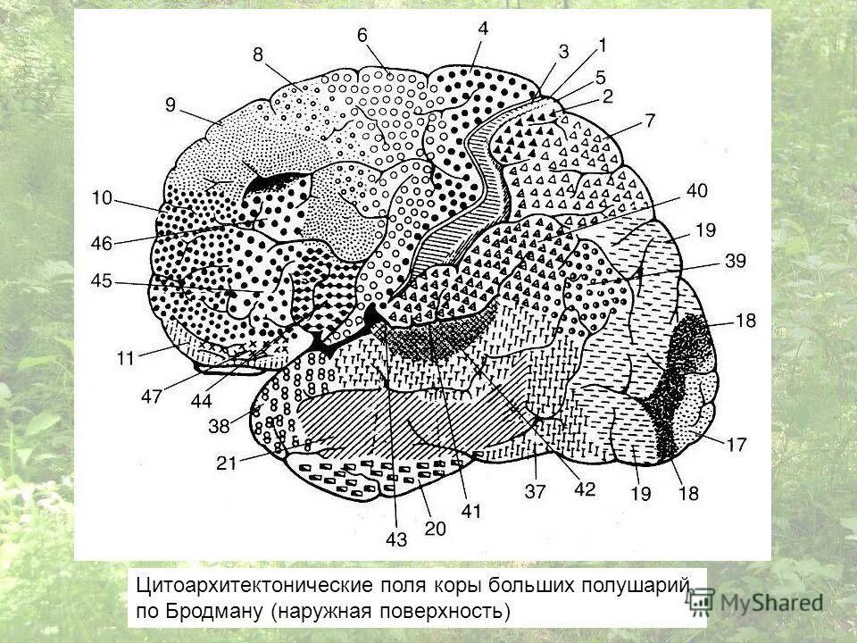 поля коры больших полушарий. поля коры головного мозга. обработки зрительной информации в коре. карта цитоархитектонических полей мозга человека. цитоархитектоника коры (поля коры по бродману).