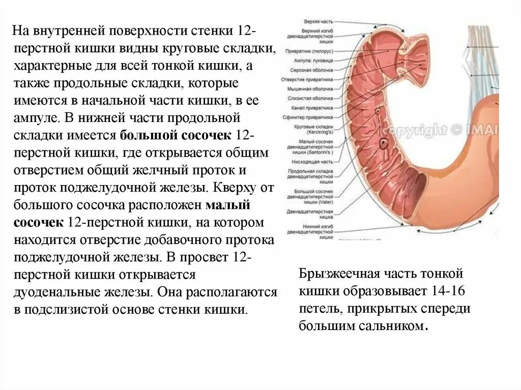 Внутренняя поверхность кишечника. Круговые складки двенадцатиперстной кишки. Стенки 12 перстной кишки. Складки 12 перстной кишки. 12 Перстная кишка анатомия человека.