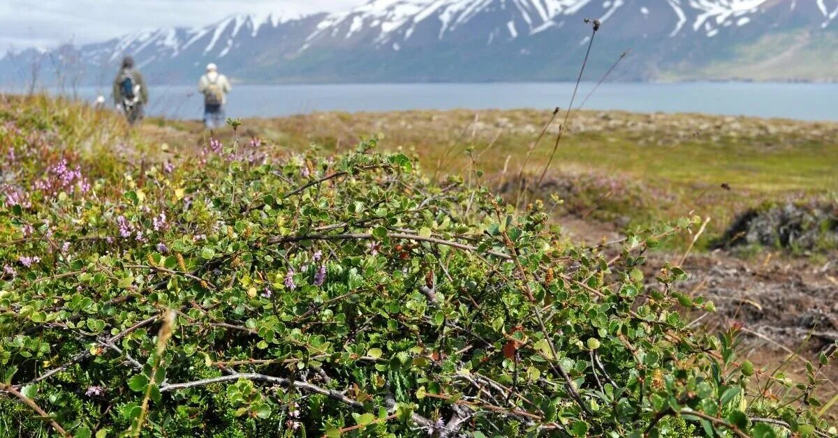 Ориентирование по лишайниковой и моховой растительности. Мох в тундре. Карликовая берёза в тундре. Карликовые березы чукотки. Заросли в тундре 5 букв сканворд.