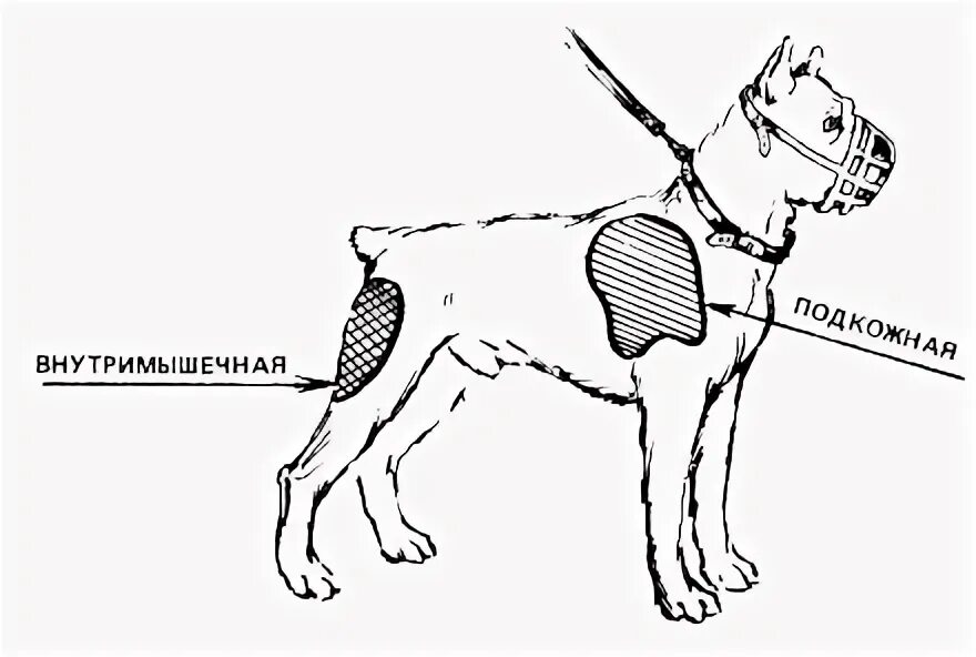 Куда колоть собаке внутримышечно укол схема. Внутримышечный укол собаке схема. Укол собаке внутримышечно в бедро схема. Куда делать укол собаке внутримышечно.