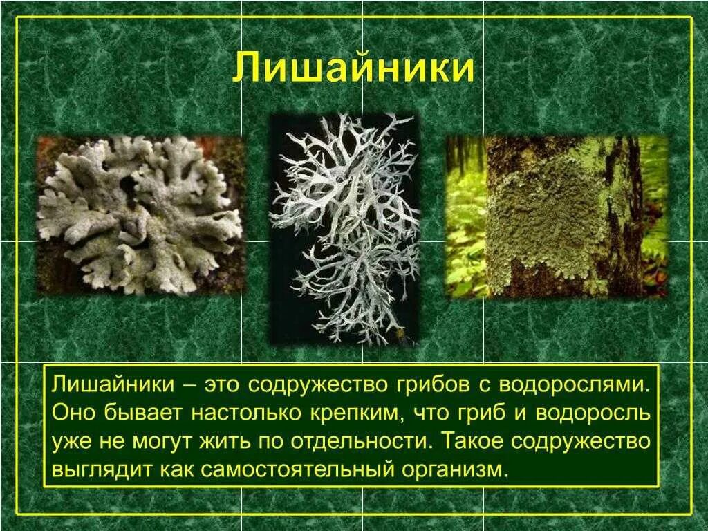 Лишайники относятся к группе. Кладония ягель. Лишайники. Водоросли и лишайники. Лишайники это организмы.