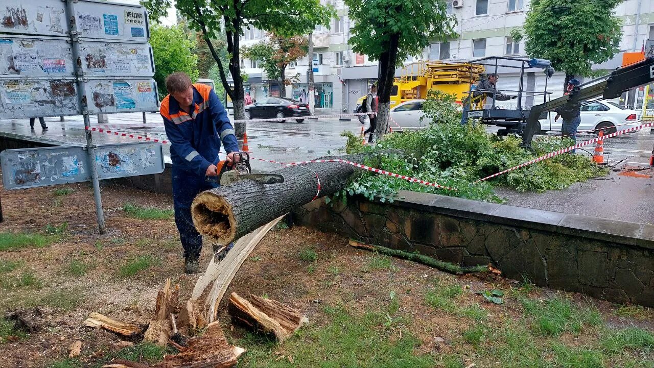 Упавшее дерево. Симферопольские деревья. Ветки упавшие с дерева.