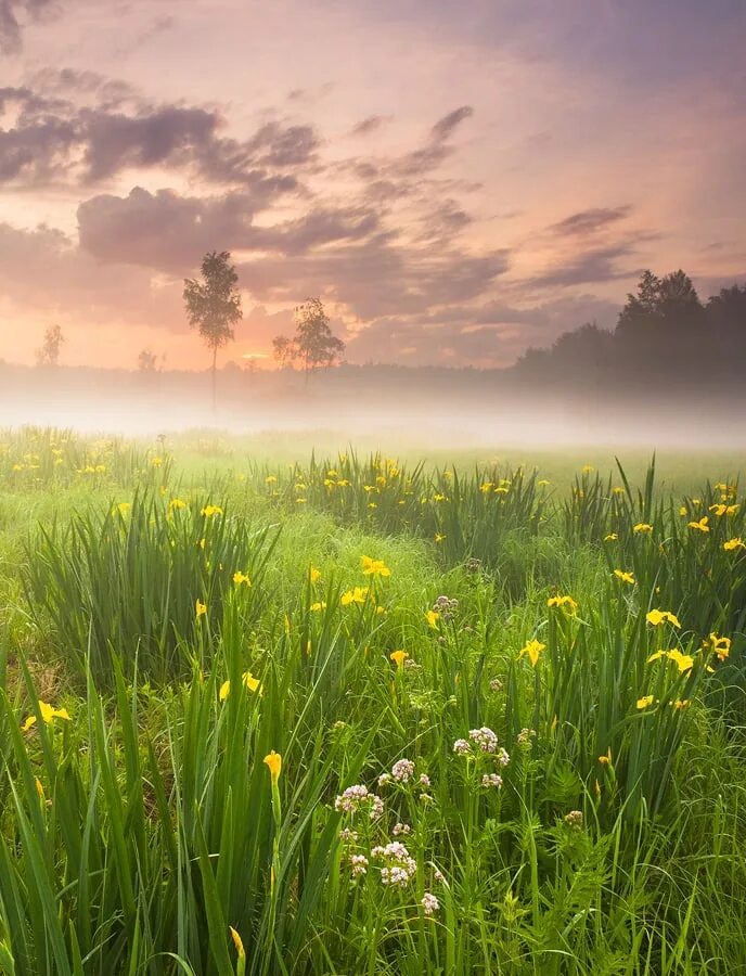 Утро лето природа. Рассвет летом. утро природа.