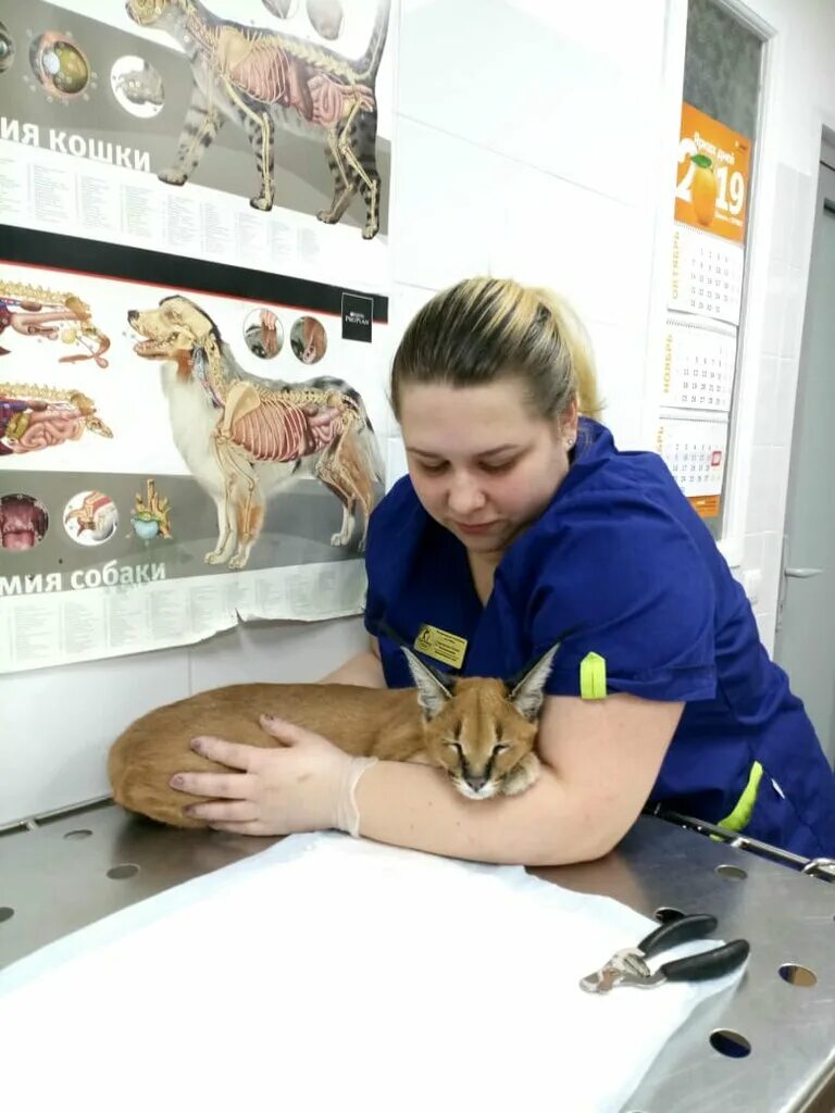 пеликан ветеринарная клиника. ветеринарная клиника на лазарева казань. казань ветеринарная клиника бигичева. ветеринарная клиника кул гали. ветеринарная клиника казань на закиева 5.