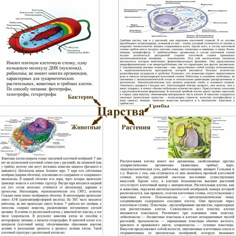 Растения содержат хитин в оболочках клеток. Клетка гриба и клетка растения. строение бактерии растения и животные. клеточная мембрана бактерии грибы растения животные. вакуоли клеток бактерий животных и растений.