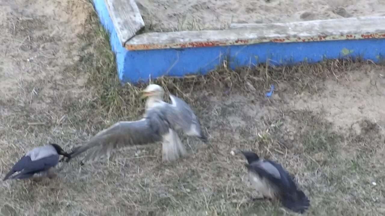 Почему вороны убивают голубей. Ворона заклевала голубя. Голуби против ворон.