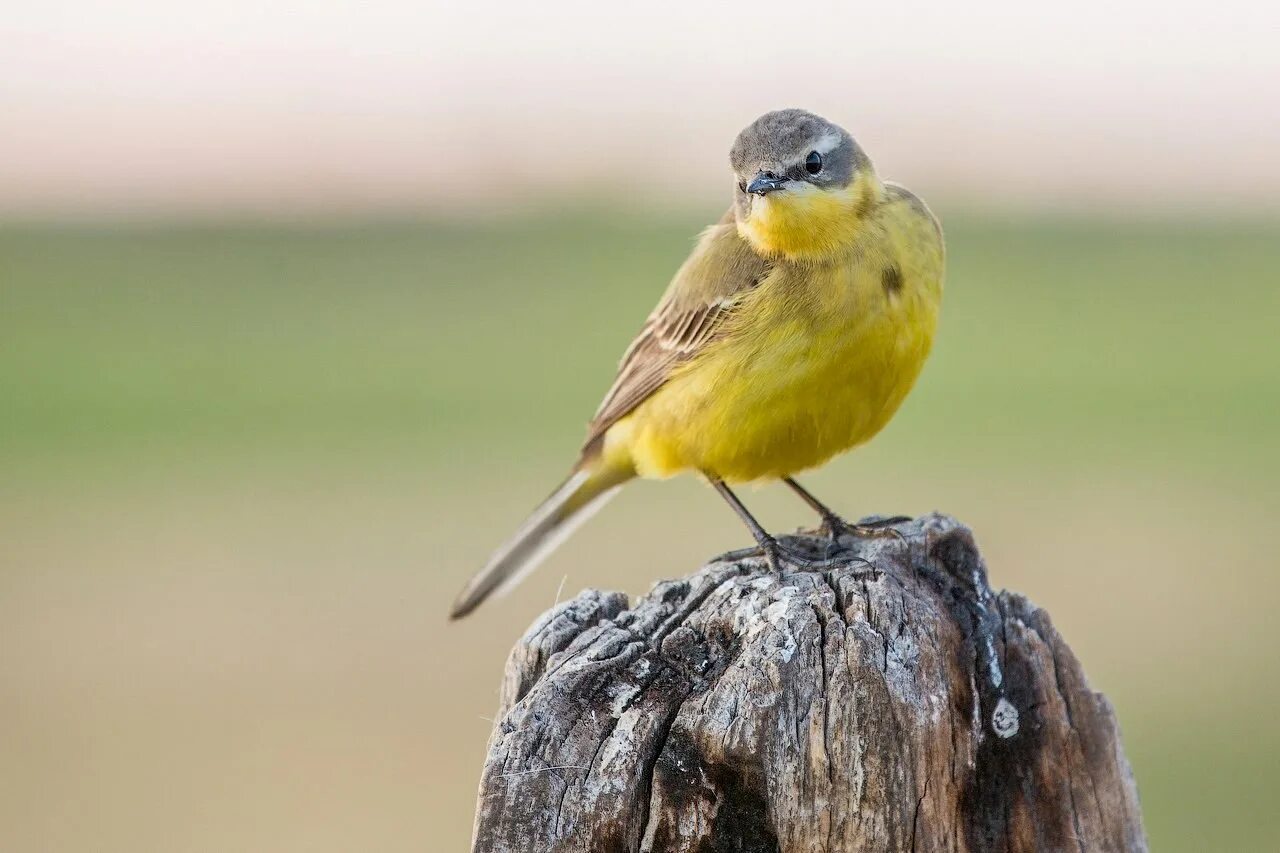 Bird photo id. The yellow birds. Красноголовая пиранга. Желтоголовый королёк птица. Желтоголовый королёк.