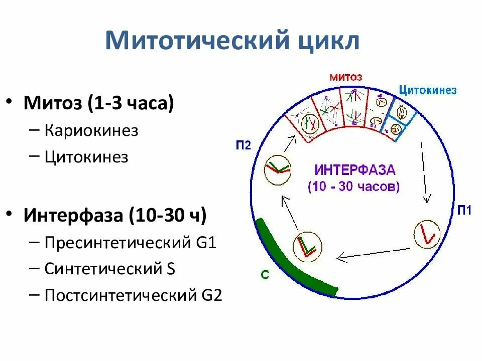 Деление клетки митотический цикл. Цикл клетки интерфаза. Жизненный цикл клетки митоз схема. Клеточный цикл интерфвзы. Схема стадий жизненного цикла клетки.