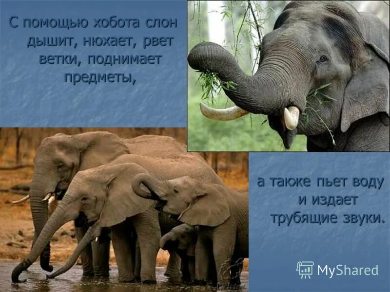 Хобот слона строение. Хобот слона строение