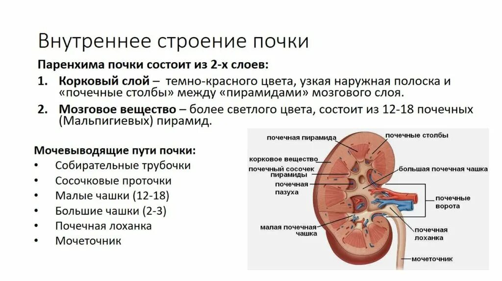 Паренхима почки что это