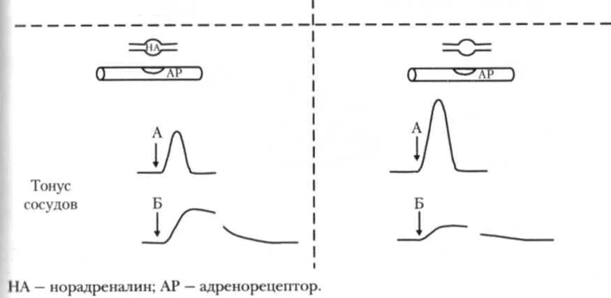 Изменение тонуса сосудов. Влияние норадреналина на сосуды. Норадреналин тонус сосудов. Норадреналин сосуды. Норадреналин влияние на сосудистый тонус.