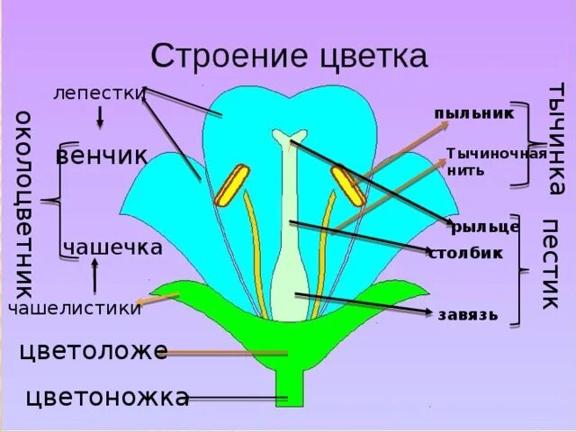 Чашелистик пыльник и завязь на рисунке цветка. Чашелистик пыльник завязь. Пыльник тычиночная нить рыльце. Строение цветка. Цветок строение и функции.