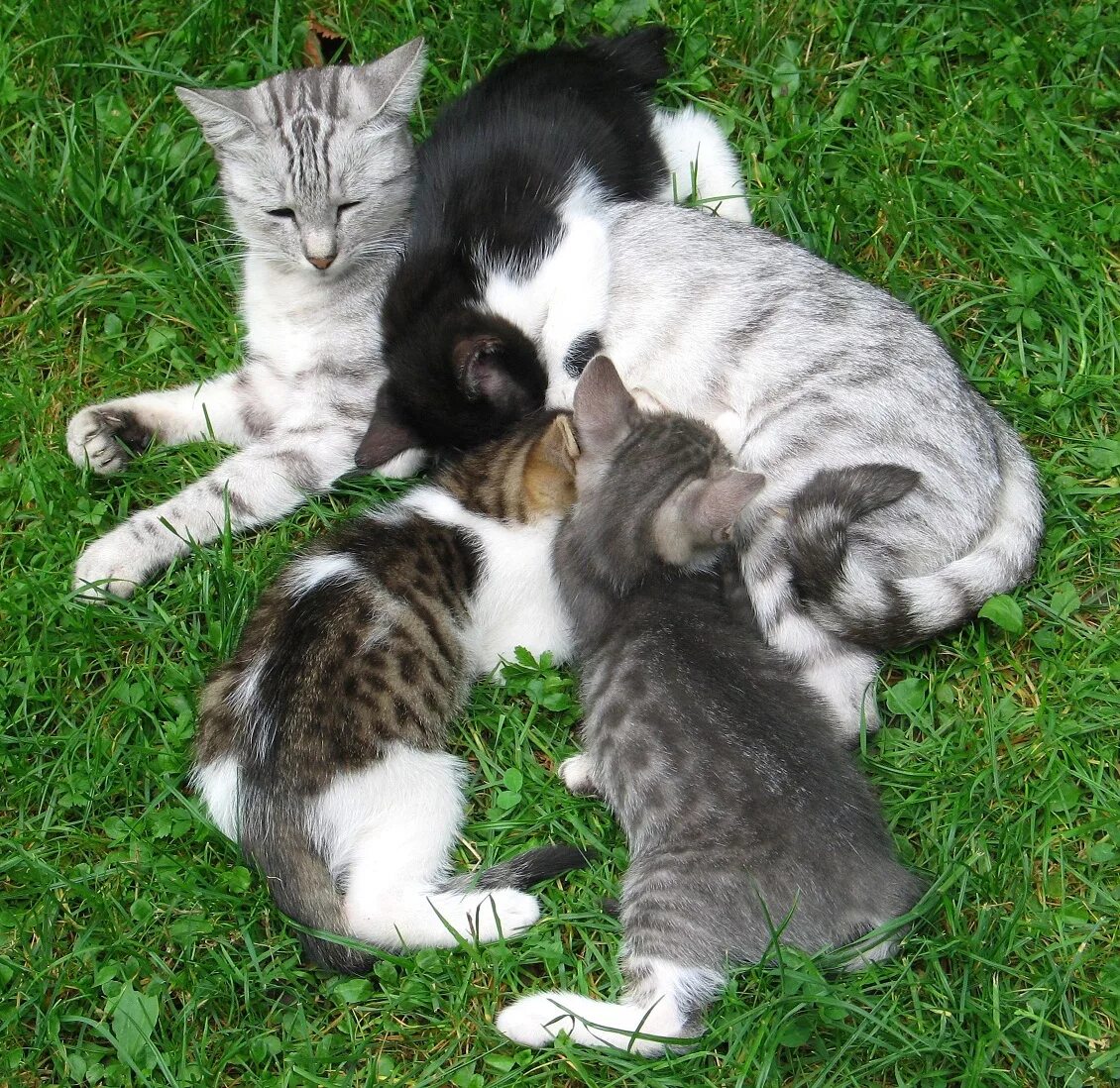 Как беременеют кошки