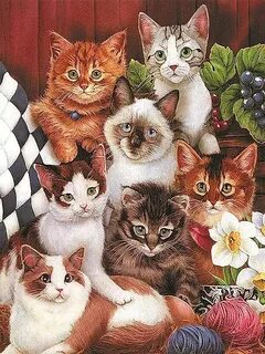 7 кошачьих