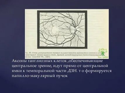 Зрительный нерв образуют аксоны клеток сетчатки