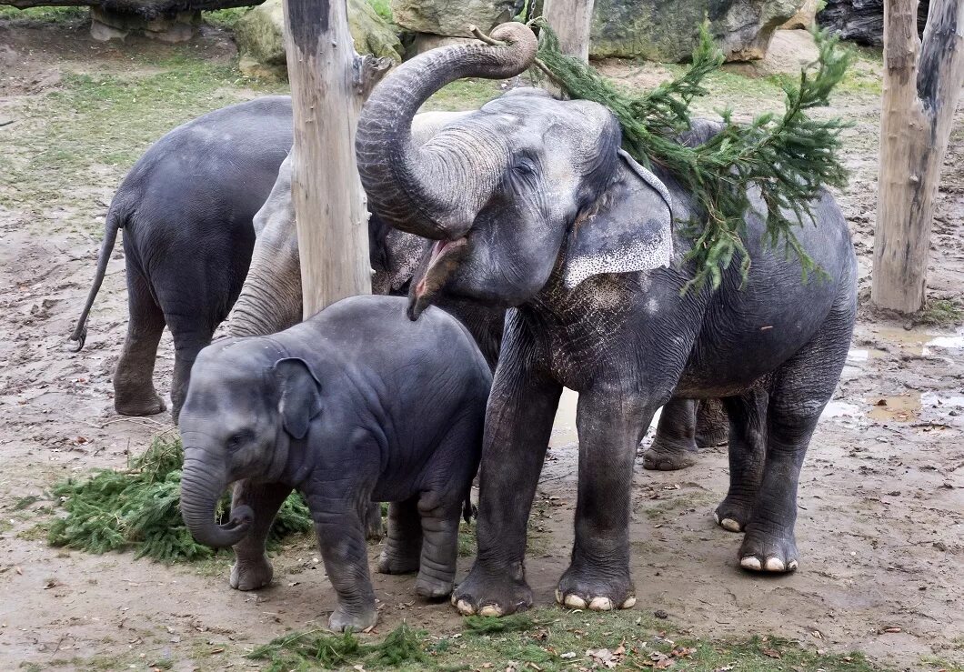 Животные и развлечения. Индийский слон в зоопарке. Семья слонов в зоопарке. Семейство слонов в зоопарках.