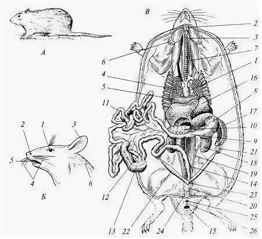 Анатомия крысы внутреннее строение. Общее расположение внутренних органов самки крысы. Общая топография внутренних органов крысы. Серая крыса строение