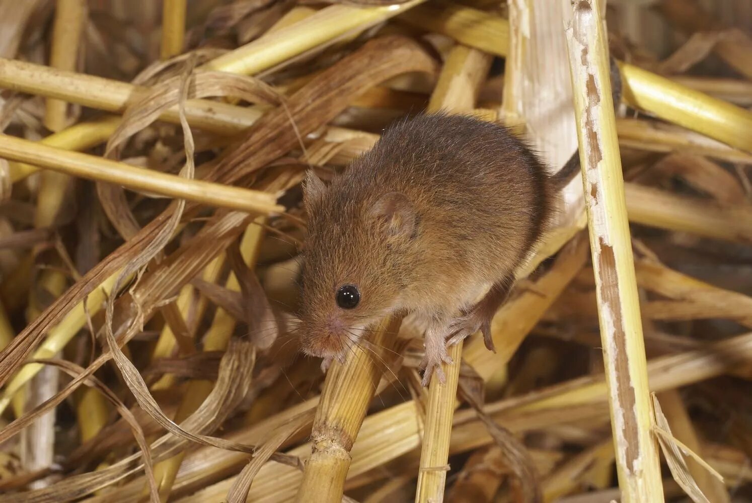 Скорость мыши полевой. Гнездо мыши малютки. Полевая мышь Apodemus agrarius. Мышь Малютка ареал. Эворонская полевка.
