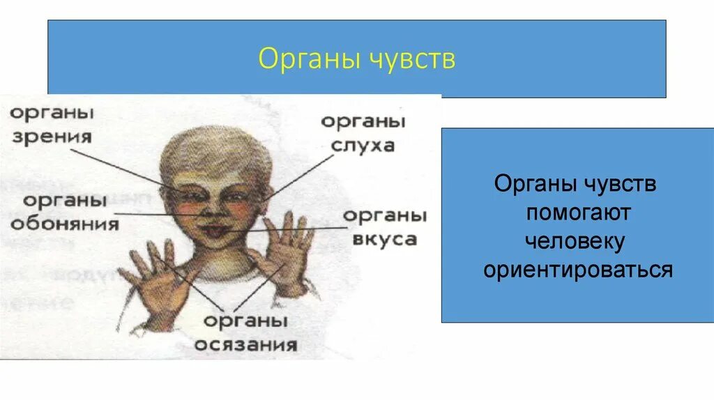 Название органов чувств. Органы чувств. Структуры органы чувств. Органы чувств анатомия.