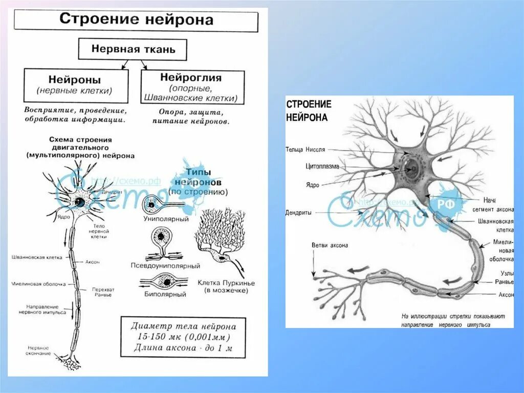 Виды нервной системы 8 класс. Нервная ткань строение нейрона. Схема нервная ткань Нейрон нейроглия. Схема строения нейрона. Нейрон строение и функции.