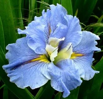 Bzigo iris