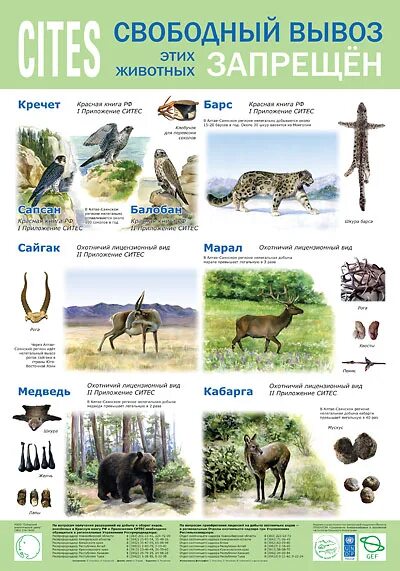 флоры и фауны в торговле. объекты фауны и флоры ситес. леопард занесен в красную книгу. список ситес животные. список ситес животные.