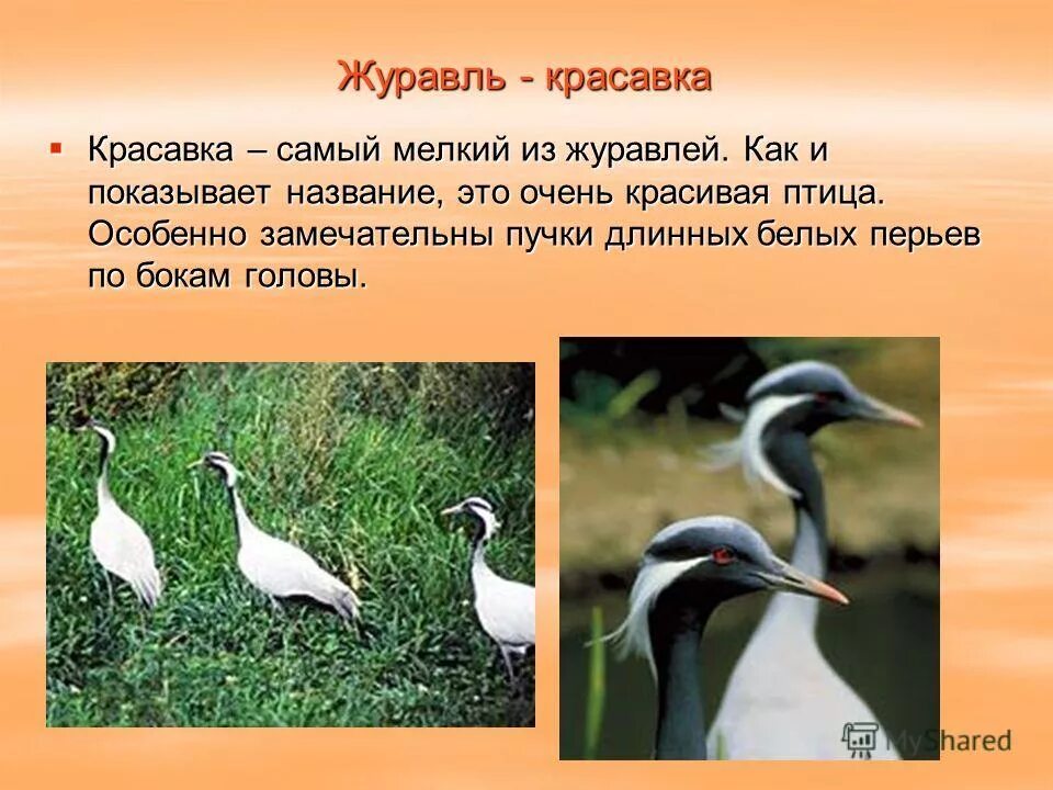 журавль красавка красная книга описание. журавль красавка в какой природной зоне. журавль красавка описание. журавль красавка красная книга краткое описание. журавль красавка в какой природной зоне.