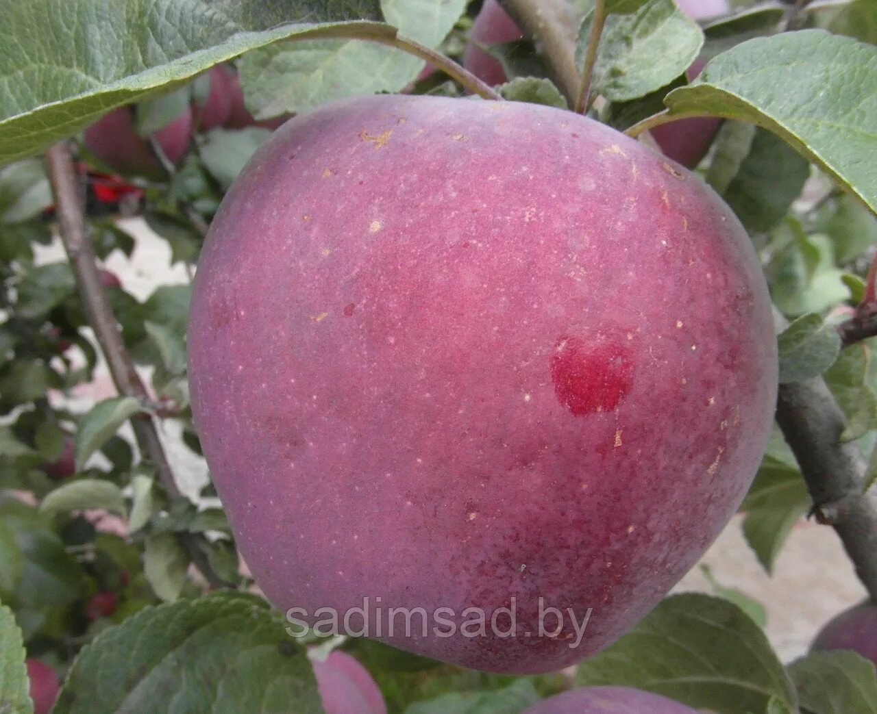 Сорт яблок аполлон. Яблоня сорт имант описание отзывы. Сорт яблок имант. Сорт яблони имант. Сорт яблони имант.